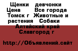 Щенки - девчонки › Цена ­ 2 - Все города, Томск г. Животные и растения » Собаки   . Алтайский край,Славгород г.